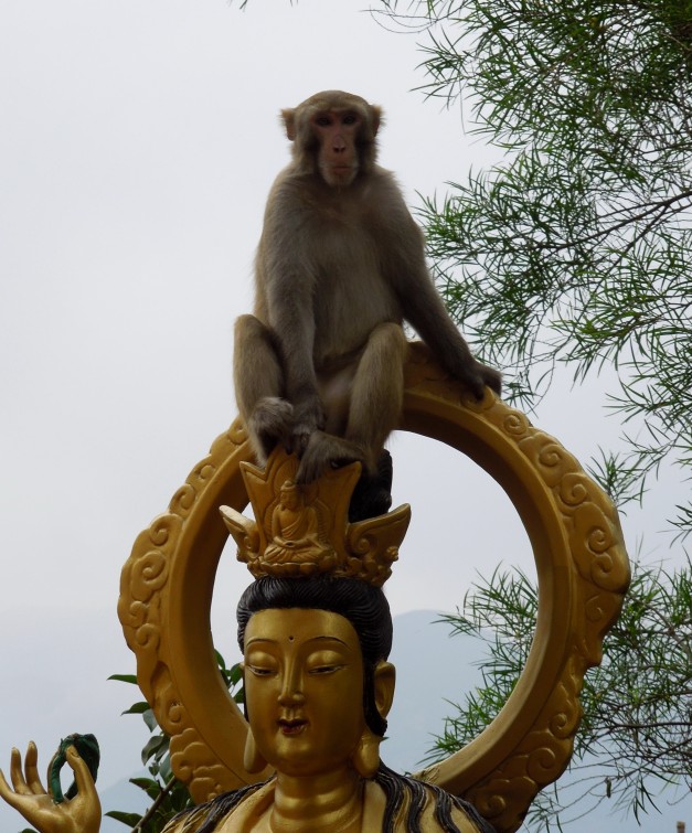 A group of monkeys decided to take a rest on the Buddhas.
